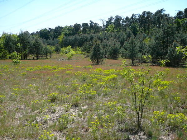 Mai 2008 Ausritt 3 Htt-Neuschloss-Viernheimer Heide 086