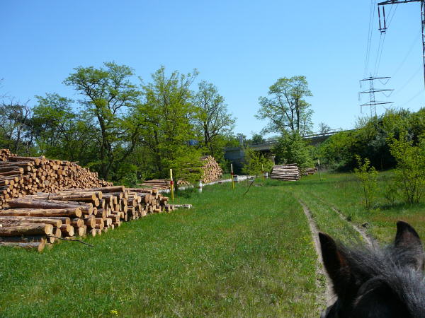 Mai 2008 Ausritt 3 Htt-Neuschloss-Viernheimer Heide 087