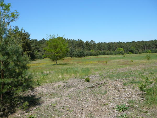 Mai 2008 Ausritt 3 Htt-Neuschloss-Viernheimer Heide 088