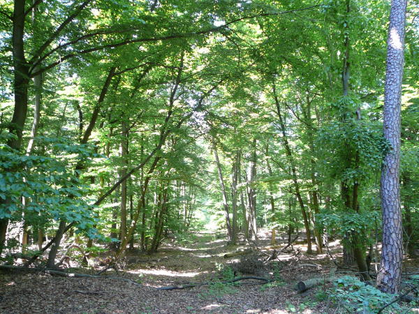 Mai 2008 Ausritt 3 Htt-Neuschloss-Viernheimer Heide 091