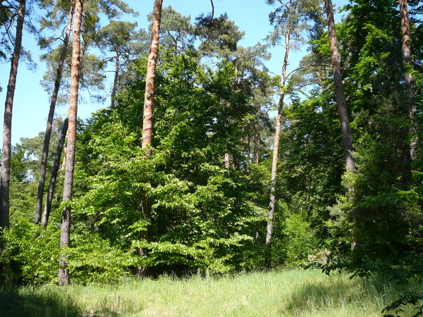 Mai 2008 Ausritt 3 Htt-Neuschloss-Viernheimer Heide 092