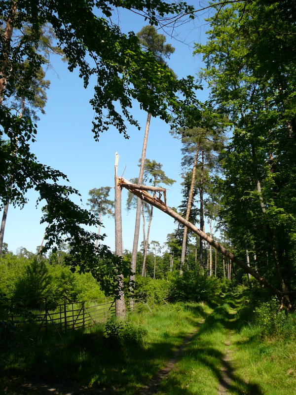 Mai 2008 Ausritt 3 Htt-Neuschloss-Viernheimer Heide 094