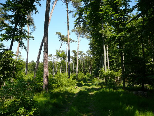 Mai 2008 Ausritt 3 Htt-Neuschloss-Viernheimer Heide 095