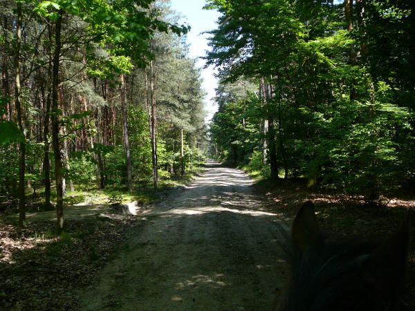 Mai 2008 Ausritt 3 Htt-Neuschloss-Viernheimer Heide 096