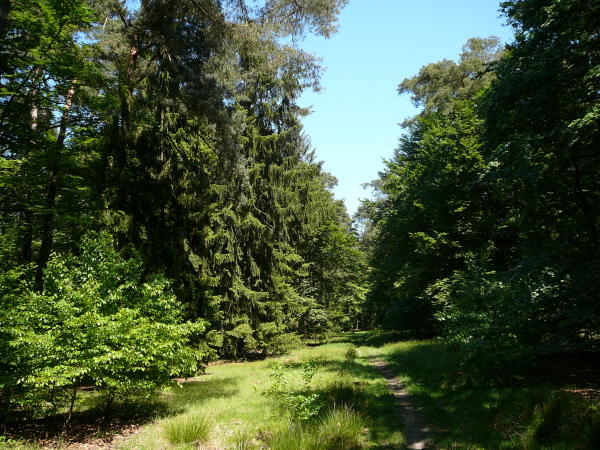 Mai 2008 Ausritt 3 Htt-Neuschloss-Viernheimer Heide 102