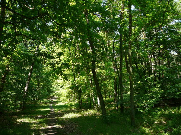 Mai 2008 Ausritt 3 Htt-Neuschloss-Viernheimer Heide 104