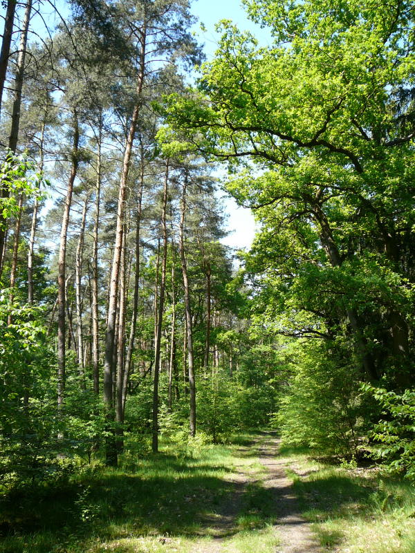 Mai 2008 Ausritt 3 Htt-Neuschloss-Viernheimer Heide 106