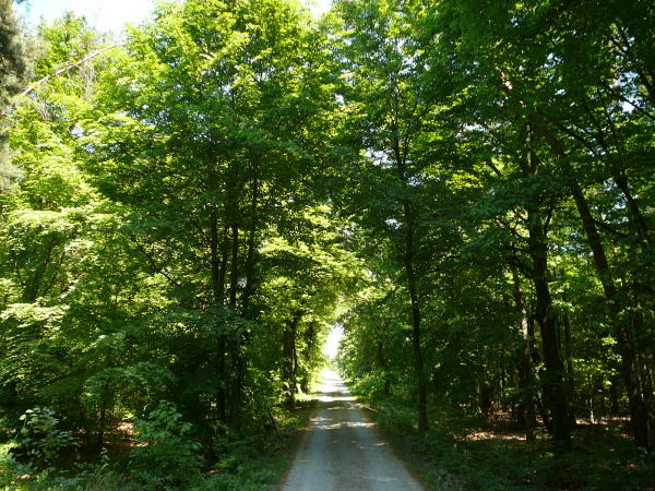 Mai 2008 Ausritt 3 Htt-Neuschloss-Viernheimer Heide 107