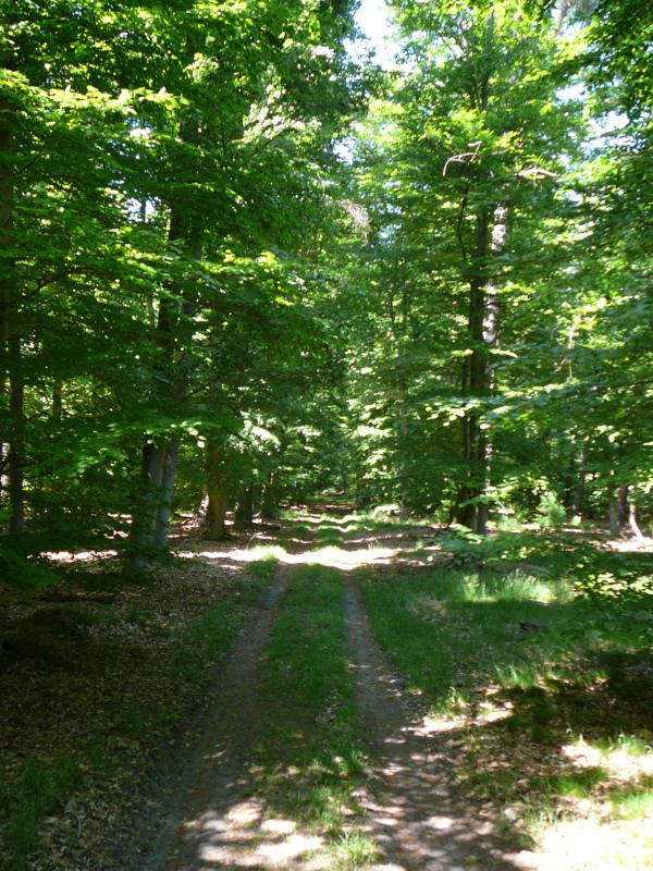 Mai 2008 Ausritt 3 Htt-Neuschloss-Viernheimer Heide 110