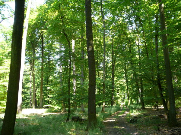 Mai 2008 Ausritt 3 Htt-Neuschloss-Viernheimer Heide 112