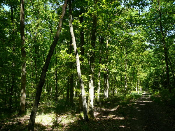 Mai 2008 Ausritt 3 Htt-Neuschloss-Viernheimer Heide 113