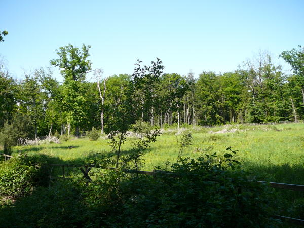 Mai 2008 Ausritt 3 Htt-Neuschloss-Viernheimer Heide 117