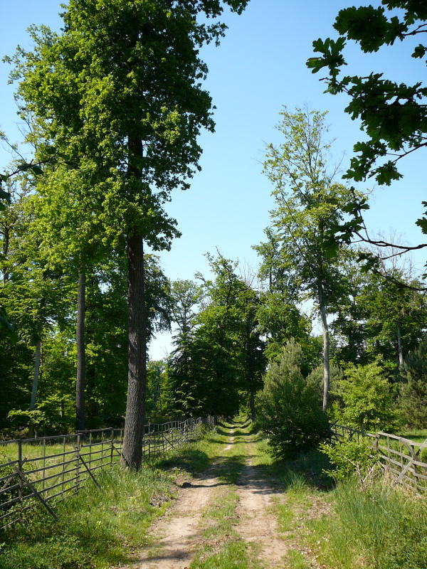 Mai 2008 Ausritt 3 Htt-Neuschloss-Viernheimer Heide 118