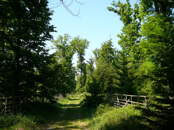 Mai 2008 Ausritt 3 Htt-Neuschloss-Viernheimer Heide 120