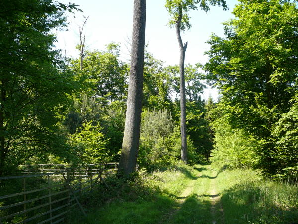 Mai 2008 Ausritt 3 Htt-Neuschloss-Viernheimer Heide 121