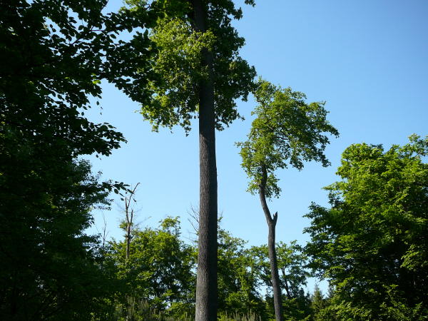 Mai 2008 Ausritt 3 Htt-Neuschloss-Viernheimer Heide 122