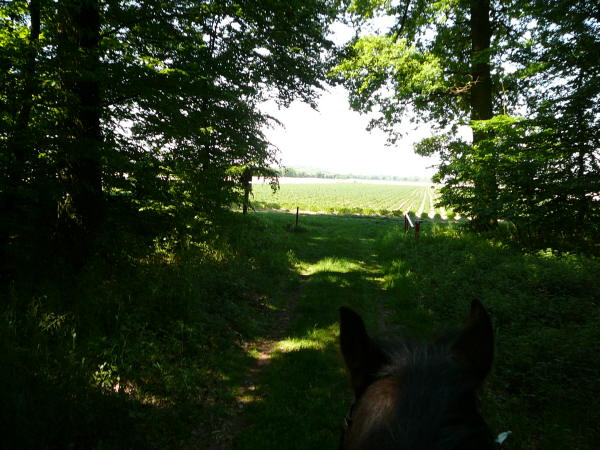 Mai 2008 Ausritt 3 Htt-Neuschloss-Viernheimer Heide 127