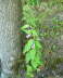 Nesselblttrige Glockenblume - Campanula trachelium