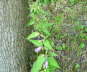 Nesselblttrige Glockenblume - Campanula trachelium 