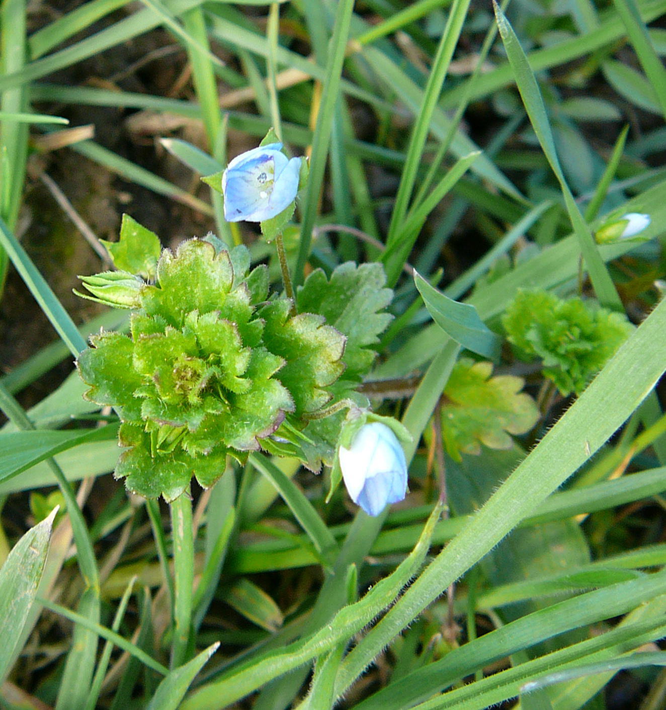 Persischer Ehrenpreis - Veronica persica