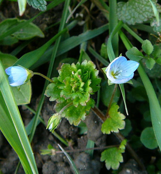 Persischer Ehrenpreis - Veronica persica