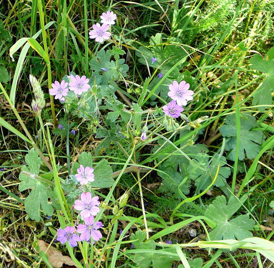 Pyrenen-Storchschnabel - Geranium pyrenaicum