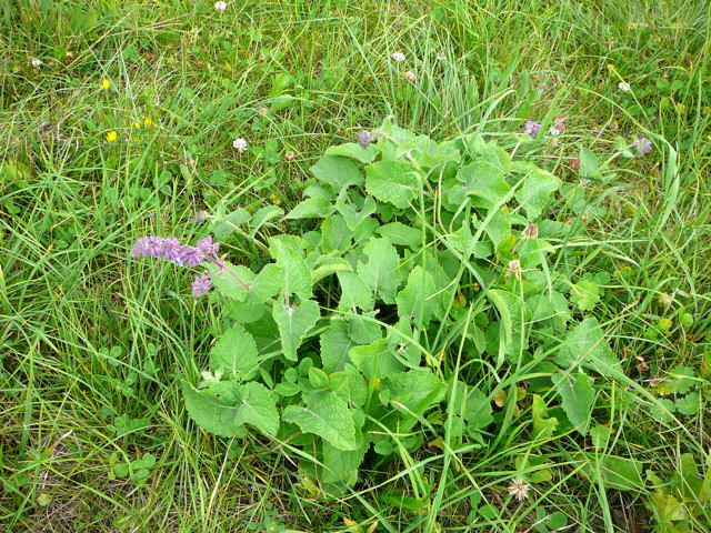 Quirlbltiger Salbei - Salvia verticillata