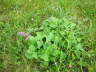 Quirlbltiger Salbei - Salvia verticillata
