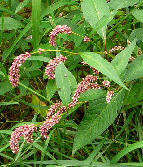 Floh-Knterich - Polygonum persicaria