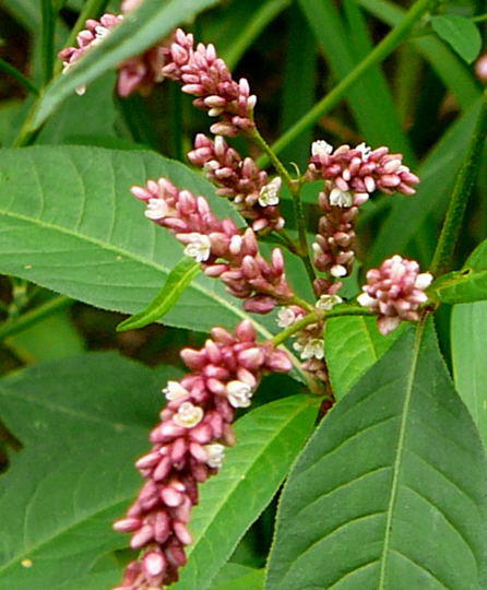 Floh-Knterich - Polygonum persicaria