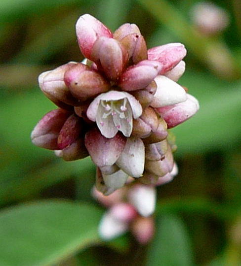 Floh-Knterich - Polygonum persicaria