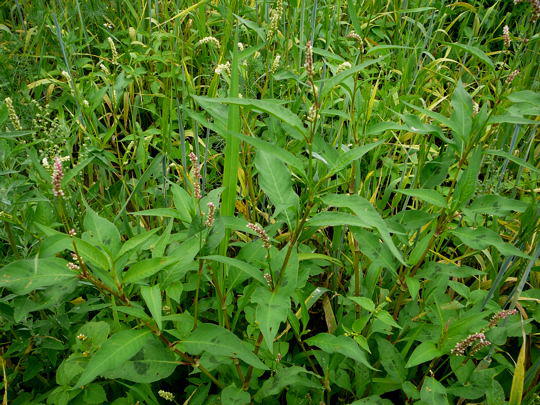 Flohknterich - Polygonum persicaria