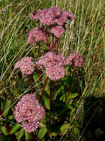 Groe Fetthenne - Sedum maximum