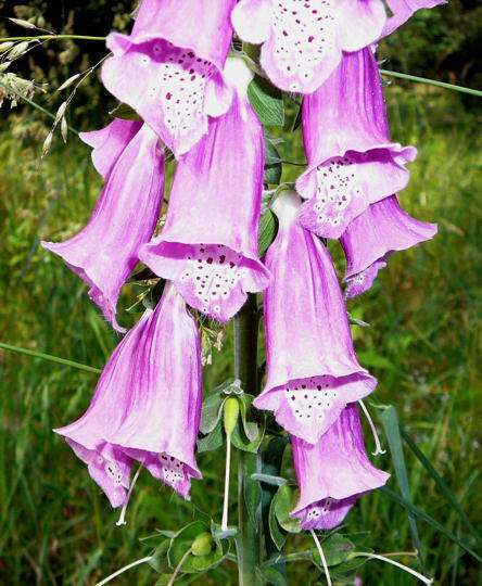 Roter Fingerhut - Digitalis purpurea 