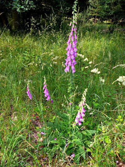 Roter Fingerhut - Digitalis purpurea 