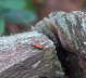Rothalsbock, Weibchen - Leptura rubra