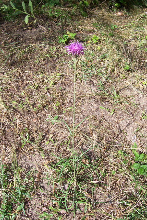 Sand-Silberscharte - Jurinea cyanoides