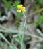 Sand-Strohblume - Helichrymus arenarium 