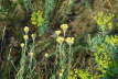 Sand-Strohblume - Helichrymus arenarium 