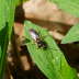 Sandbiene 2 - Andrena spec