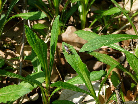 Sandbiene 2 - Andrena spec