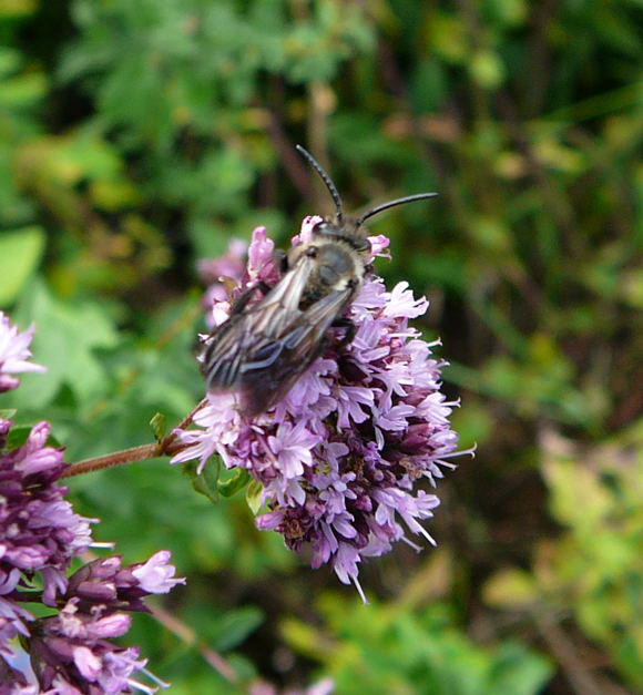 Sandbiene - Andrena carbonaria 