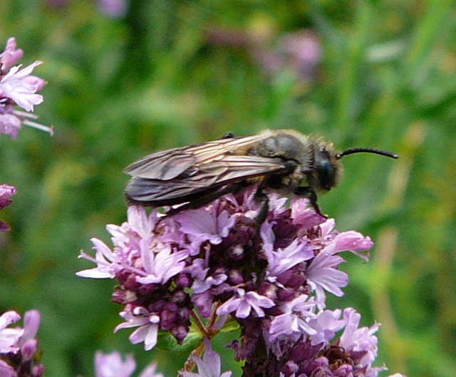 Sandbiene - Andrena carbonaria 