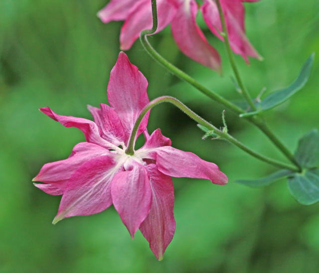 Spornlose Schein-Akelei - Aquilegia ecalcarata