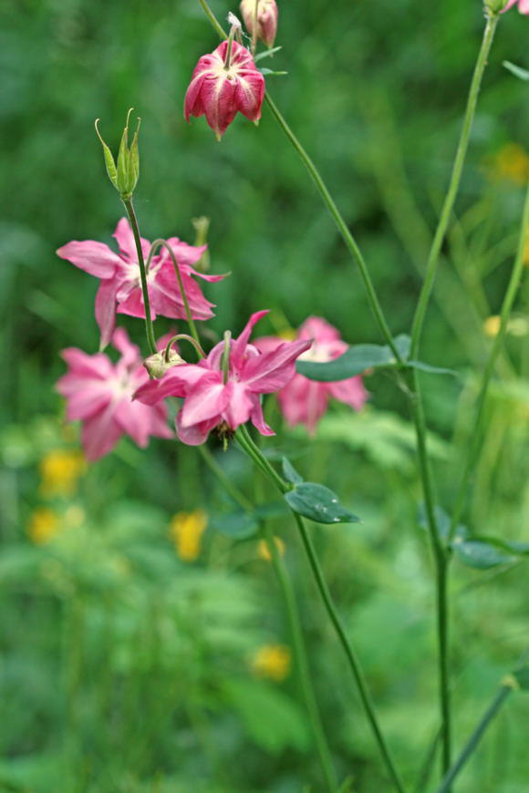 Spornlose Schein-Akelei - Aquilegia ecalcarata