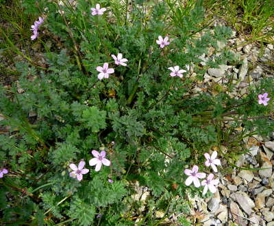 Schierlings-Reiherschnabel - Eurodium cicutarium