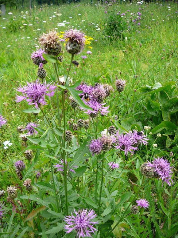 Skabiosen-Flockenblume - Centaurea scabiosa