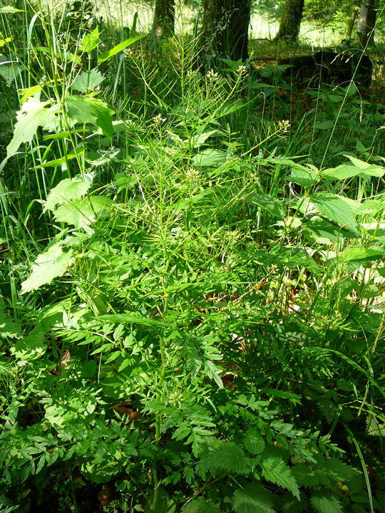 Spring-Schaumkraut - Cardamine impatiens 