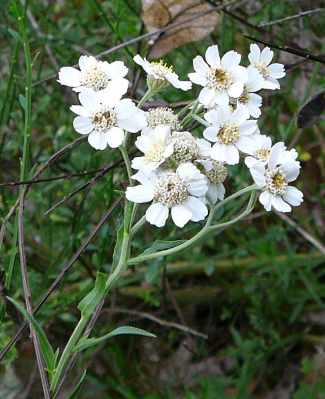 Sumpf-Schafgarbe - Achillea ptarmica