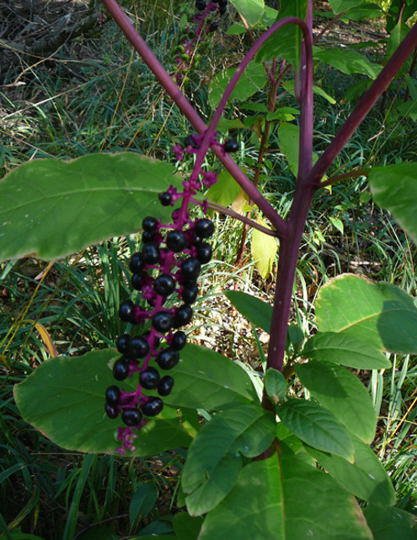 Amerikanische Kermesbeere - Phytolacca americana